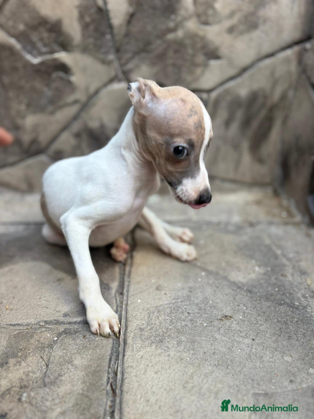 Whippet perros en venta: Whippet  - Imagen 16