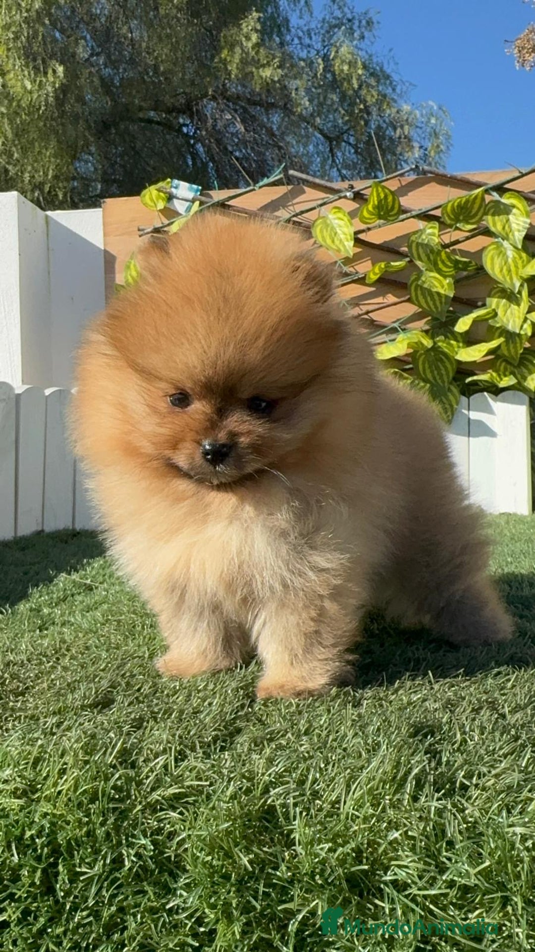 Pomerania perros en venta: POMERANIA HEMBRA CARA DE OSO - Anuncio 9