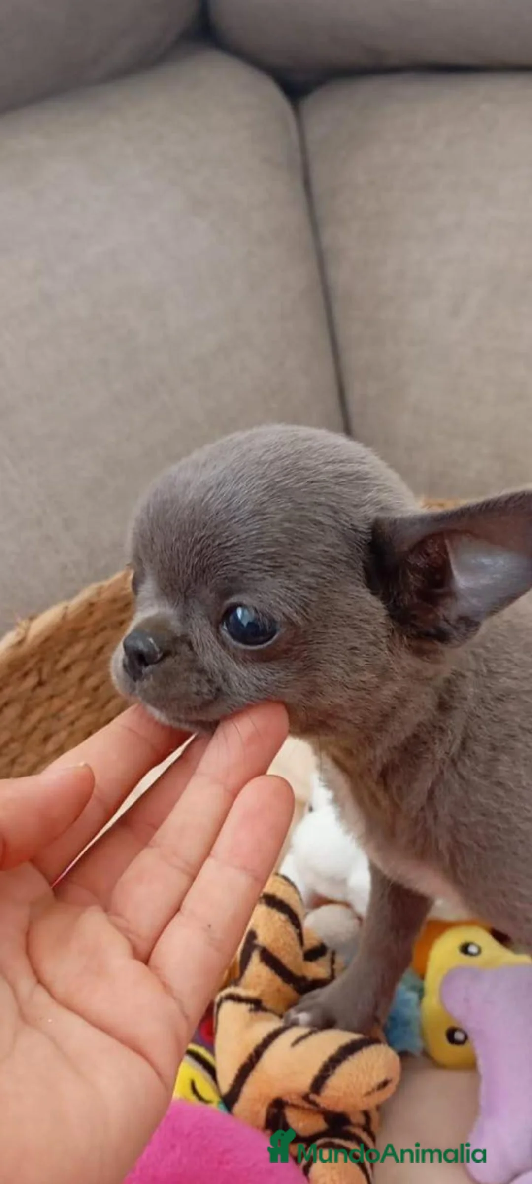 Chihuahua perros en venta: Chihuahua  - Anuncio 2
