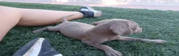 Weimaraner perros en venta: Hembrita Weimaraner  - Anuncio 6