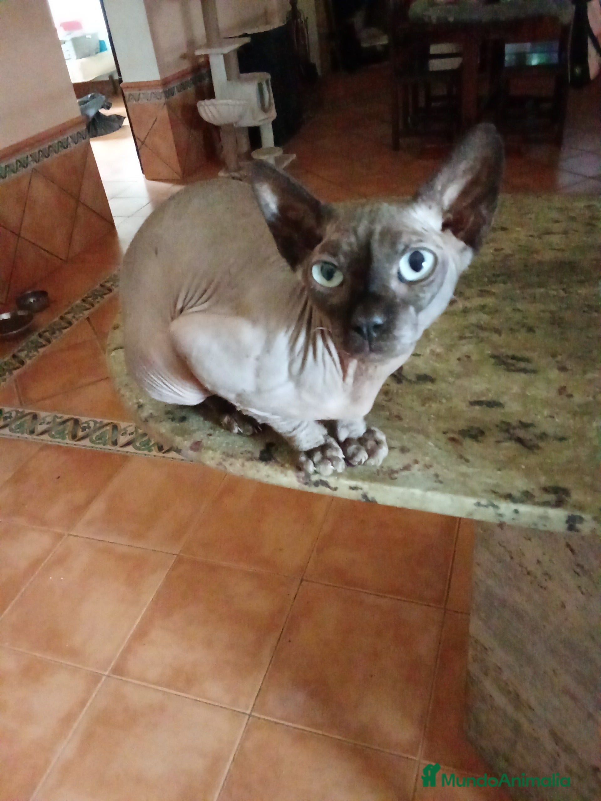 Sphynx gatos Gato egipcio azul  - Anuncio 1
