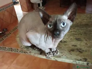 Sphynx gatos Gato egipcio azul - Anuncio 1