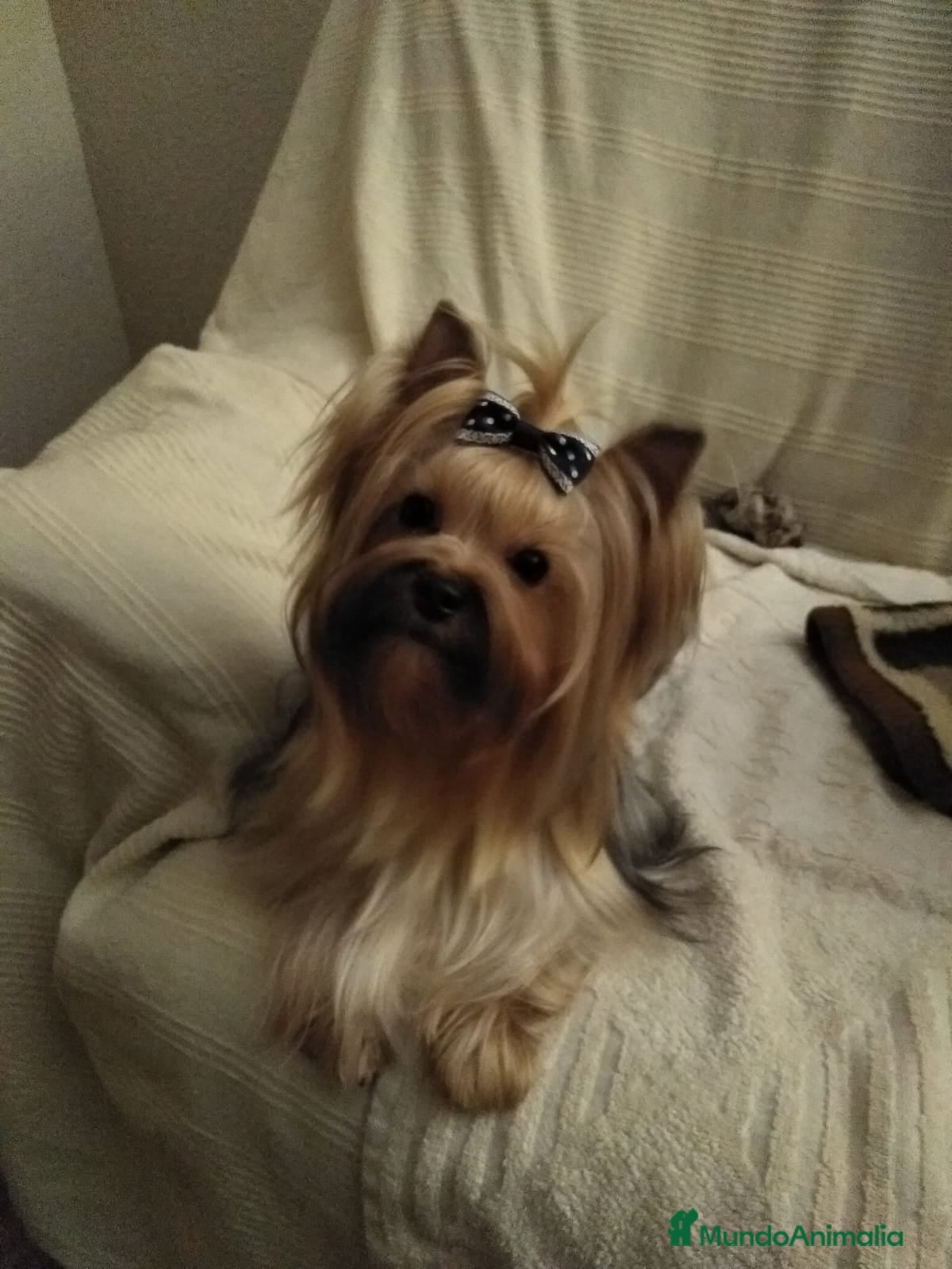 Yorkshire Terrier perros en venta: Yorkshire terrier toy  - Anuncio 2