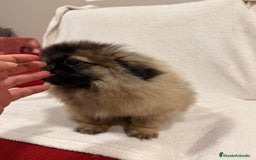 Pekinés perros en venta: Monísimo Pekines Imperial  - Imagen 5