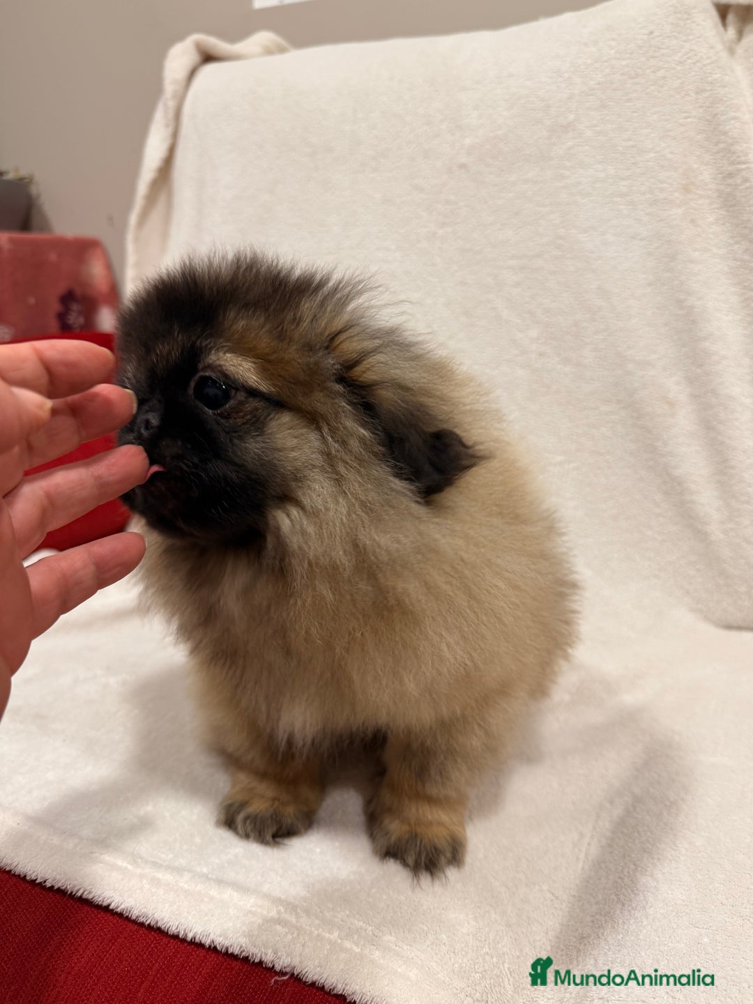 Pekinés perros en venta: Monísimo Pekines Imperial  - Imagen 5