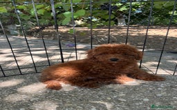 Caniche Toy perros en venta: Caniche toy  - Imagen 5