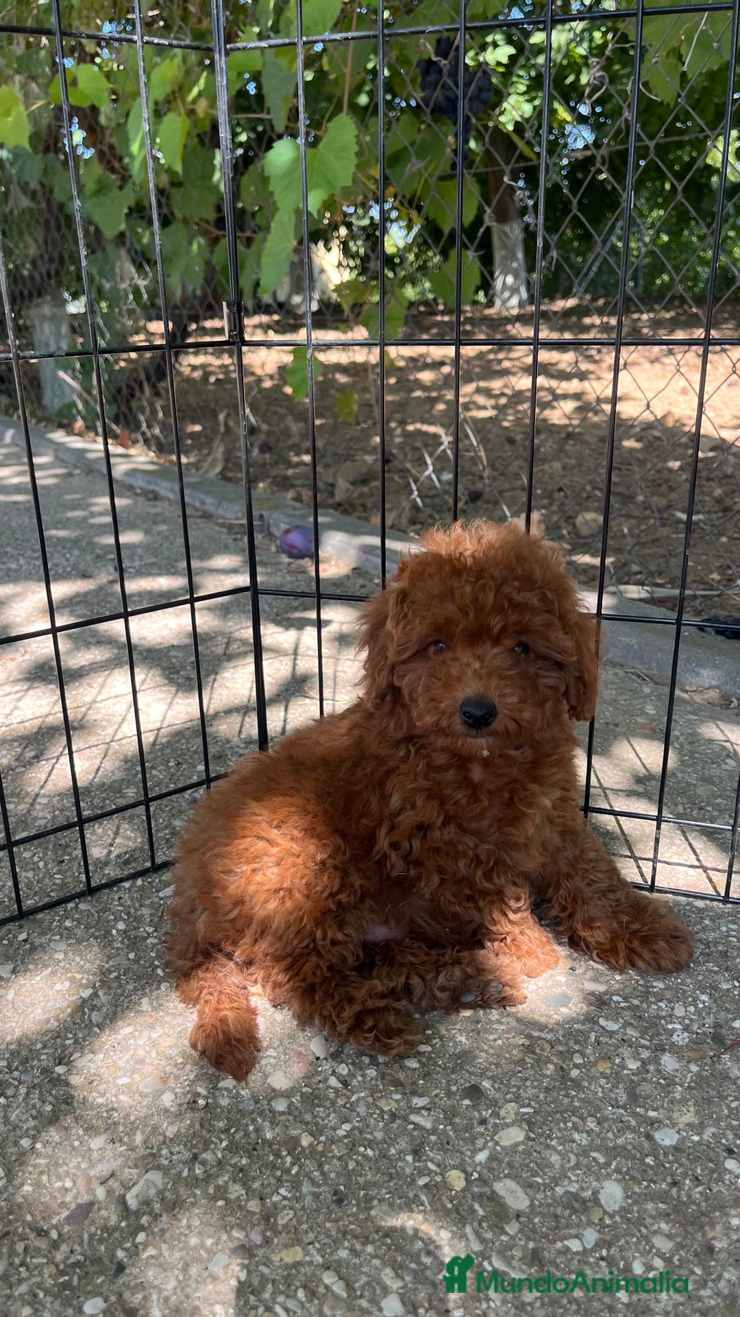 Caniche Toy perros en venta: Caniche toy  - Imagen 5