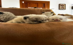 Persa gatos en venta: Persas mallorca - Imagen 4