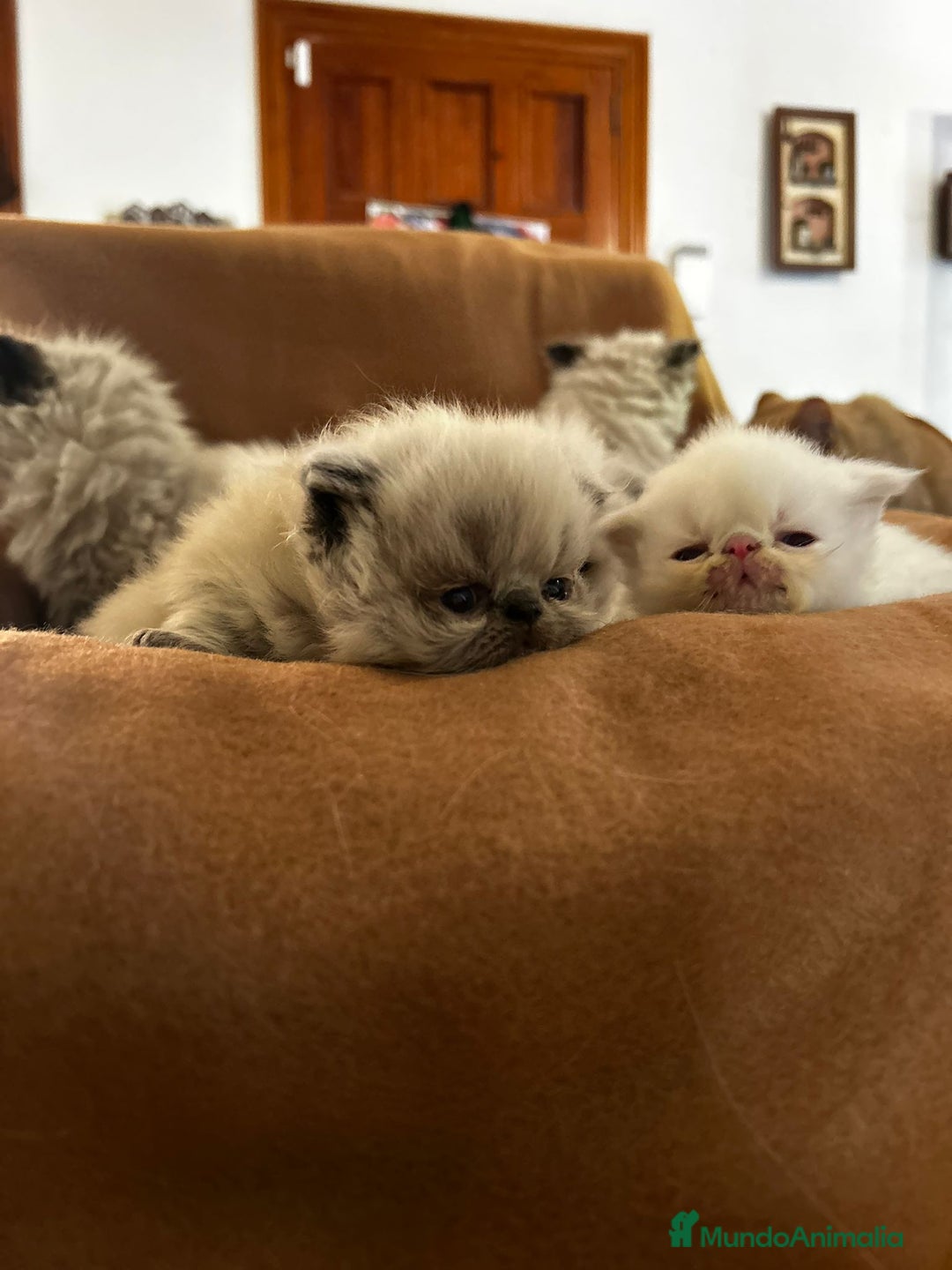 Persa gatos en venta: Persas mallorca - Imagen 4