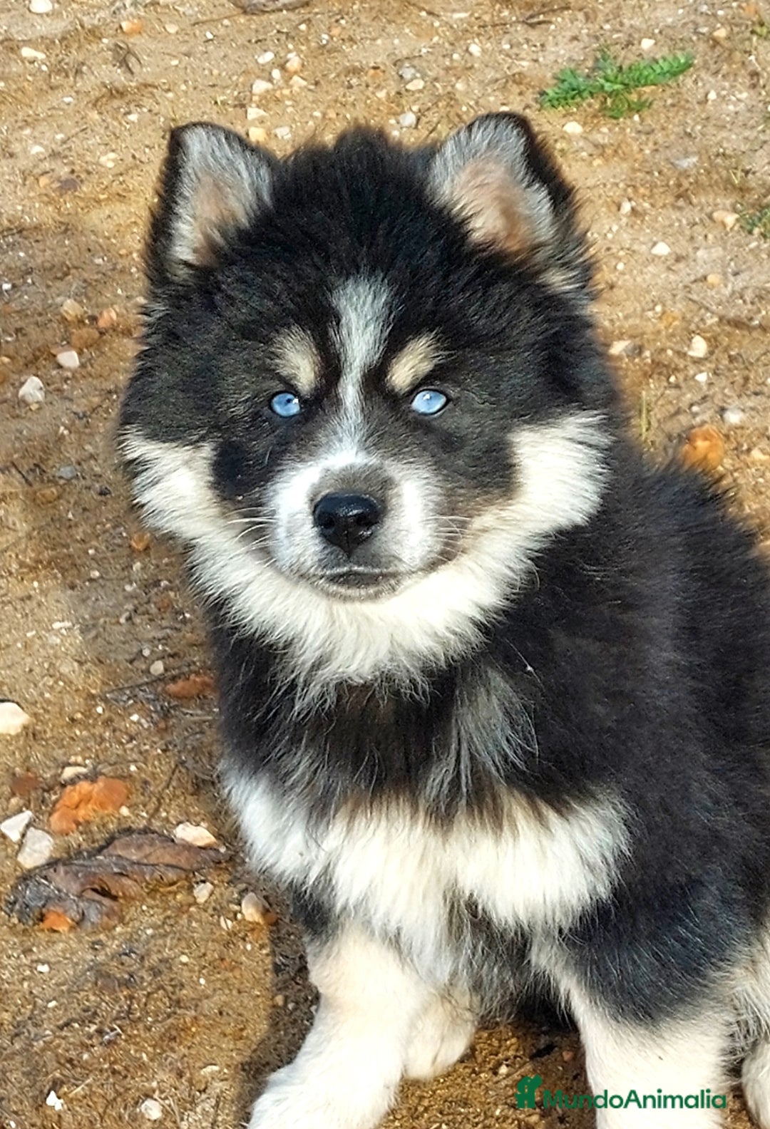 Pomsky perros en venta: Cachorros pomsky - Anuncio 2