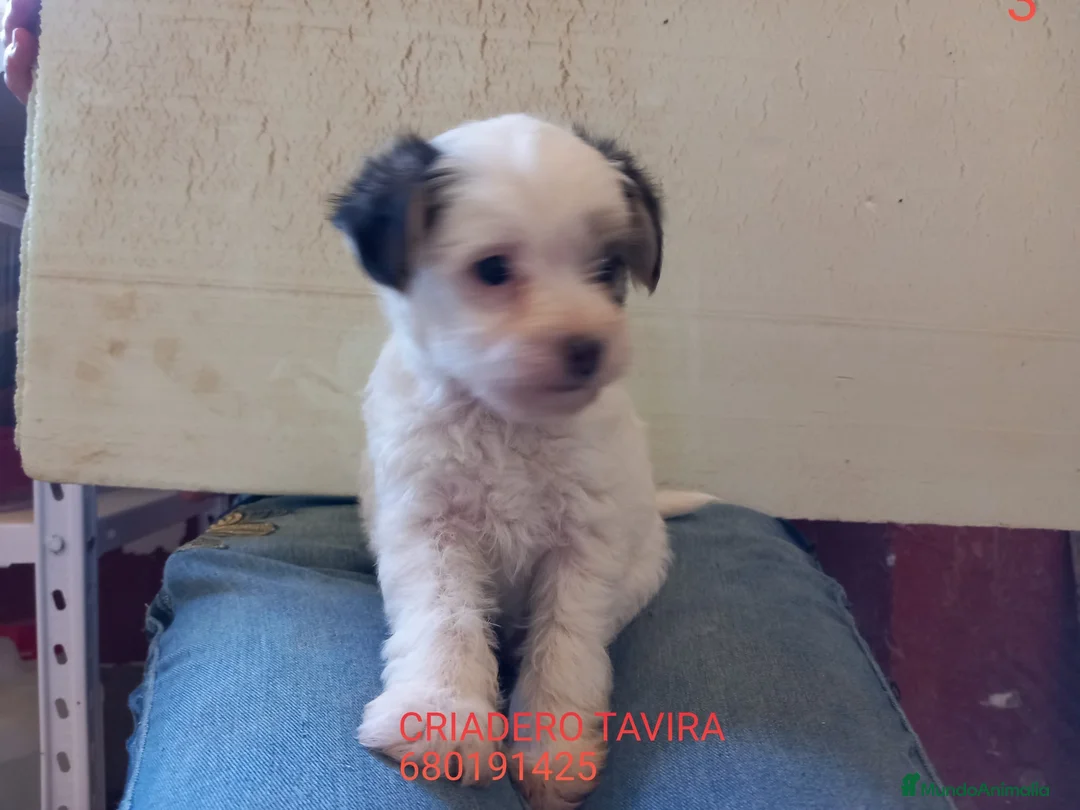 Otras razas perros en venta: Chinese Crested Toy Arlequín. - Anuncio 2