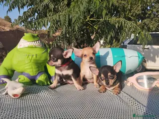 Chihuahua perros Chihuahuas mini toy - Anuncio 3
