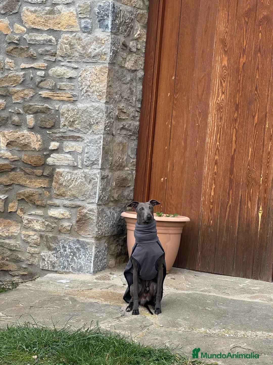 Whippet perros en venta: Whipper blue - Anuncio 3