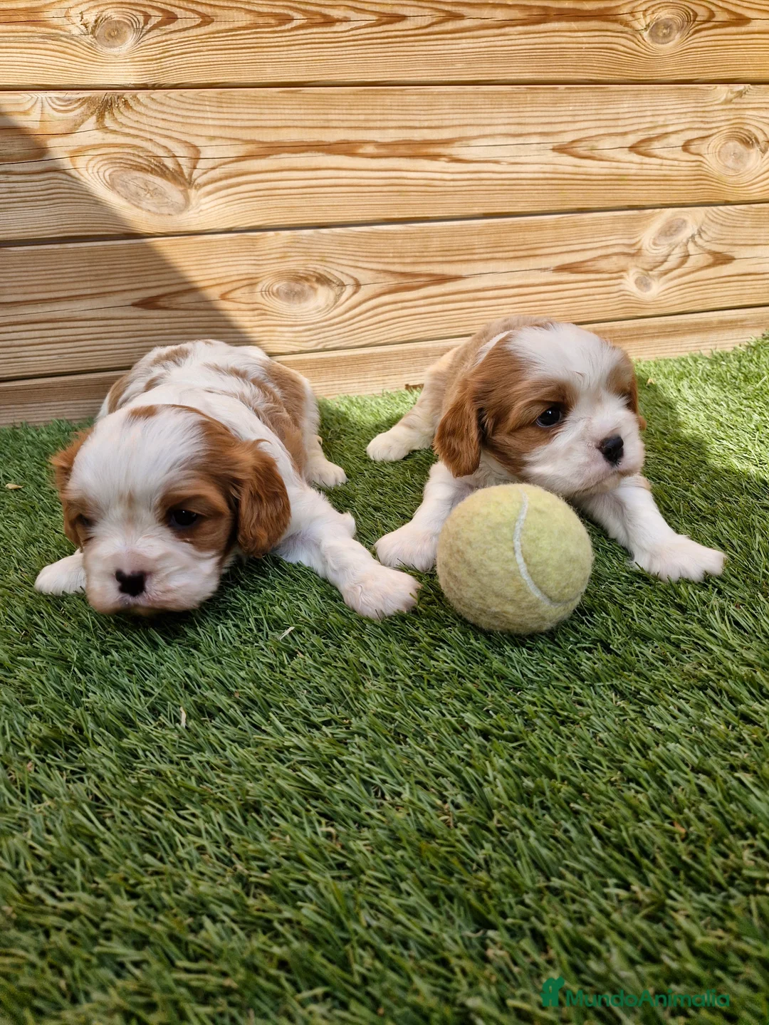 Cavalier King Charles Spaniel perros en venta: CAVALIER KING CHARLES en Barcelona - Anuncio 2