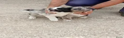 Border Collie perros en venta: Border collie  - Anuncio 12