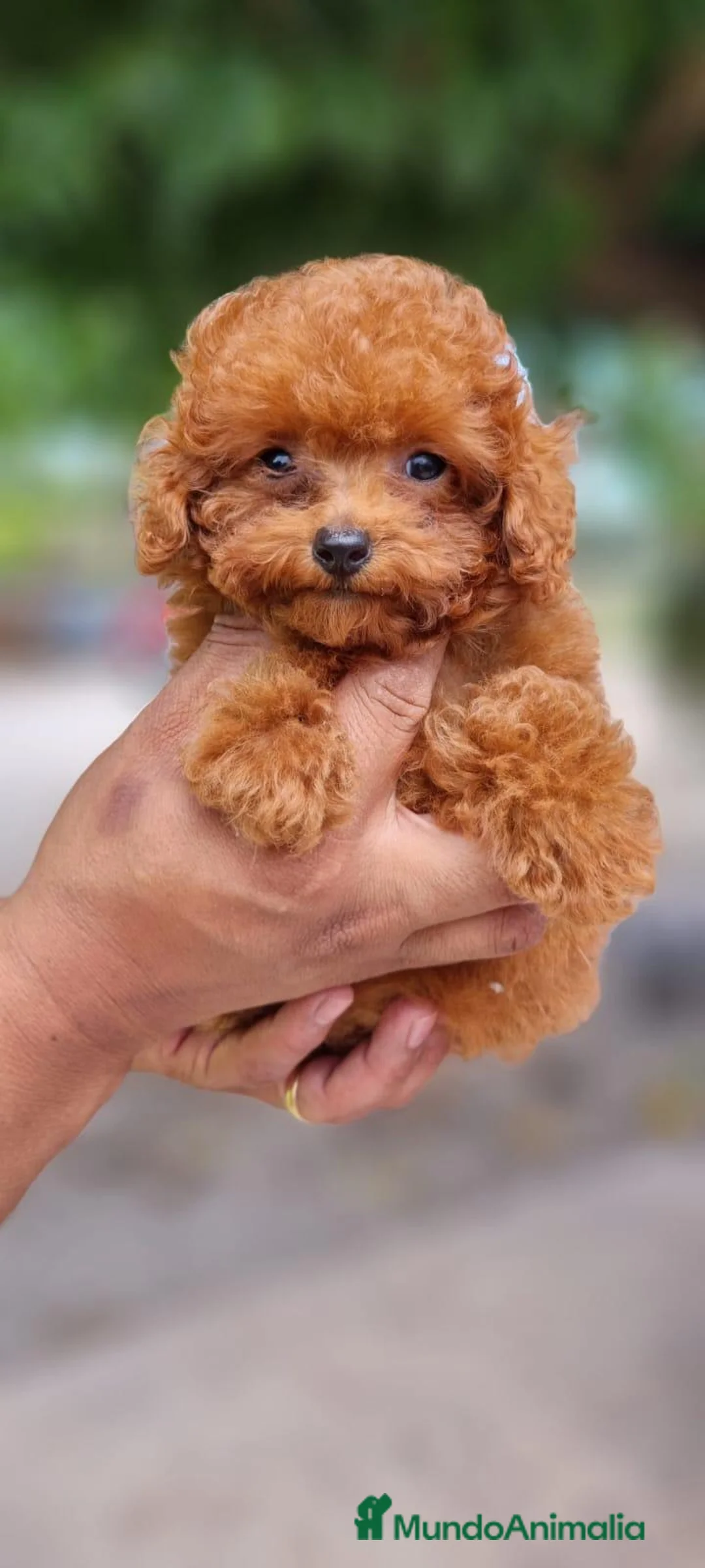 Caniche Toy perros en venta: CANICHE TOY - Anuncio 2