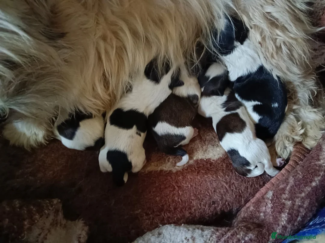 Shih Tzu perros en venta: Shih tzu mini - Anuncio 6