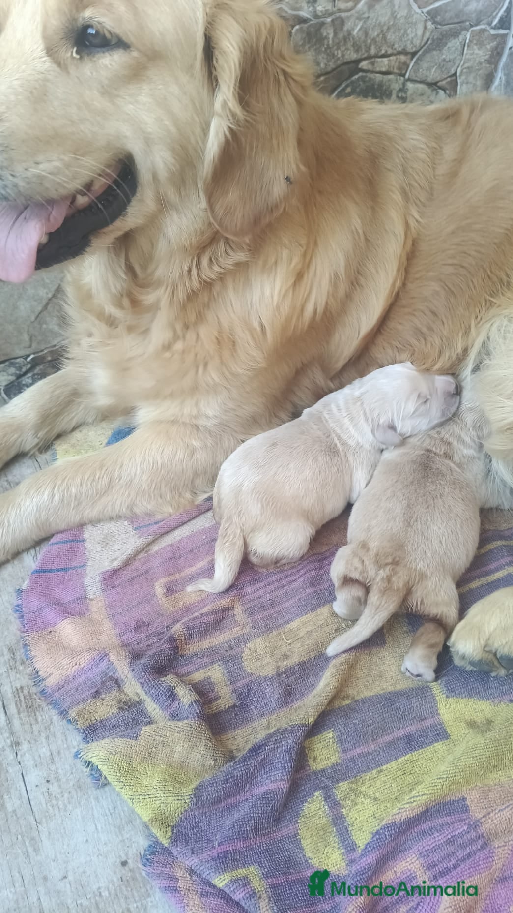 Golden Retriever perros Golden retriever 🐶🐾 - Anuncio 1