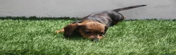 Teckel Miniatura perros en venta: Teckel Miniatura  - Anuncio 6