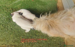Otras razas perros en venta: Cachorros Crestasos Chinos con pelo. - Imagen 2