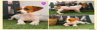 Jack Russell Terrier 10