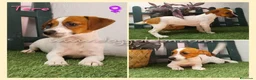 Jack Russell Terrier perros en venta: Jack Russell Terrier - Anuncio 7