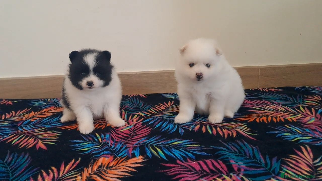 Pomerania perros Cachorritas de Pomerania  - Anuncio 1