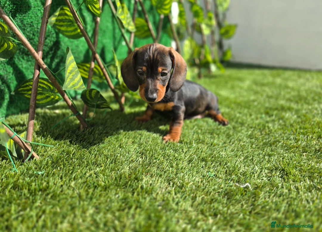 Teckel Miniatura perros en venta: TECKEL MINIATURA - Anuncio 2