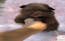 Pomerania perros en venta: Pomerania  - Imagen 1