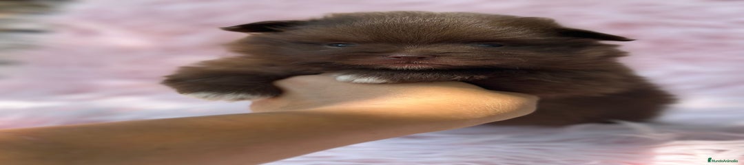 Pomerania Cachorro 3