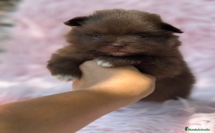 Pomerania perros - Propaganda 1