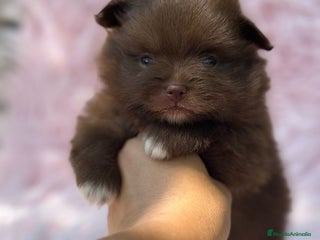 Pomerania perros - Anuncio 16