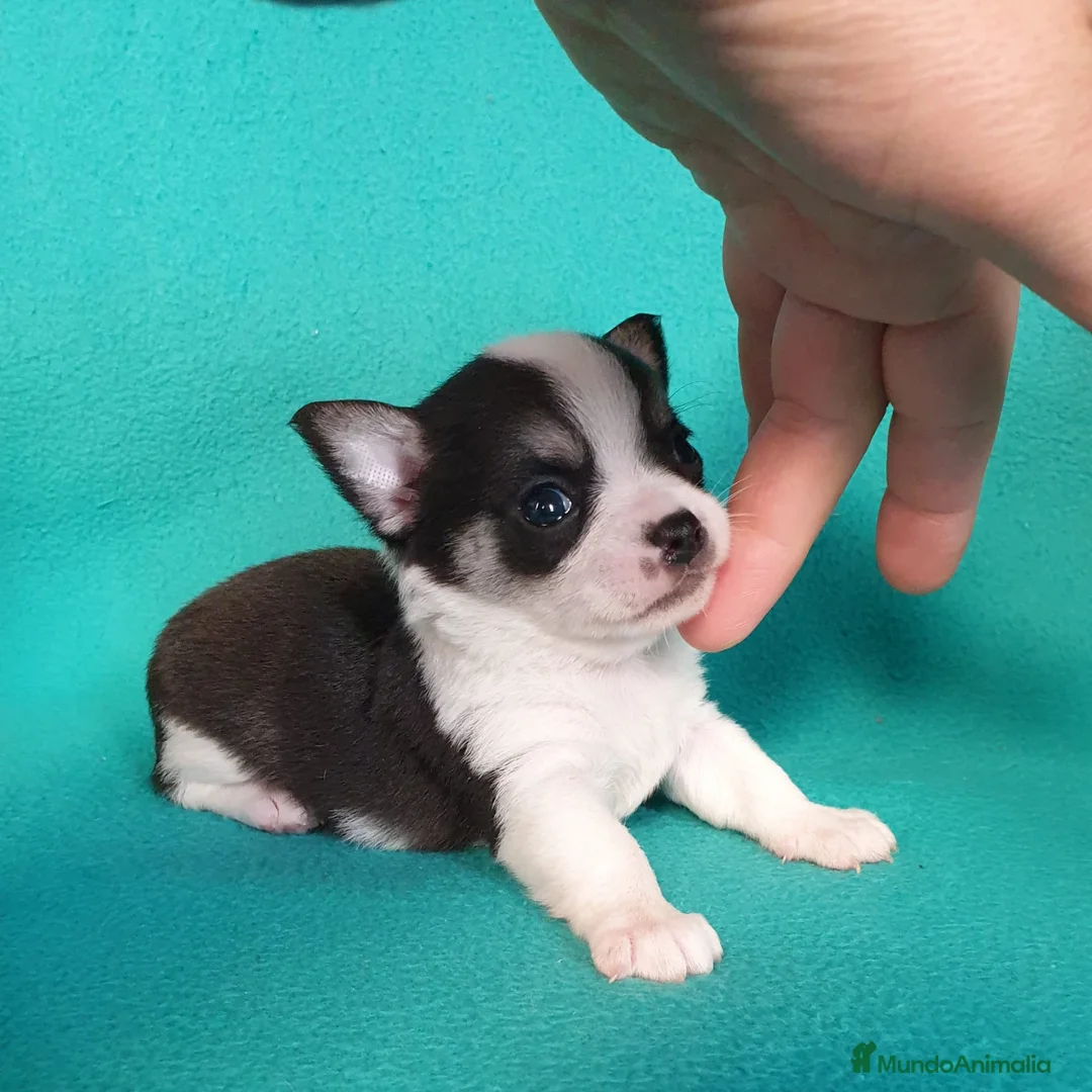 Chihuahua perros en venta: Chihuahuas pelo largo y pelo corto  en Ciudad Real - Anuncio 5