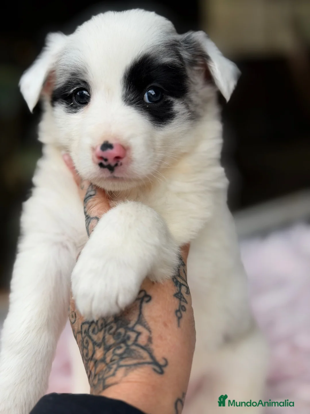 Border Collie perros en venta: Border blanco y Merle hembra  - Anuncio 1