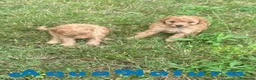 Caniche Toy perros en venta: Caniche Hembra de Estela y Alejo 6278 - AQUANATURA en Barcelona - Anuncio 3