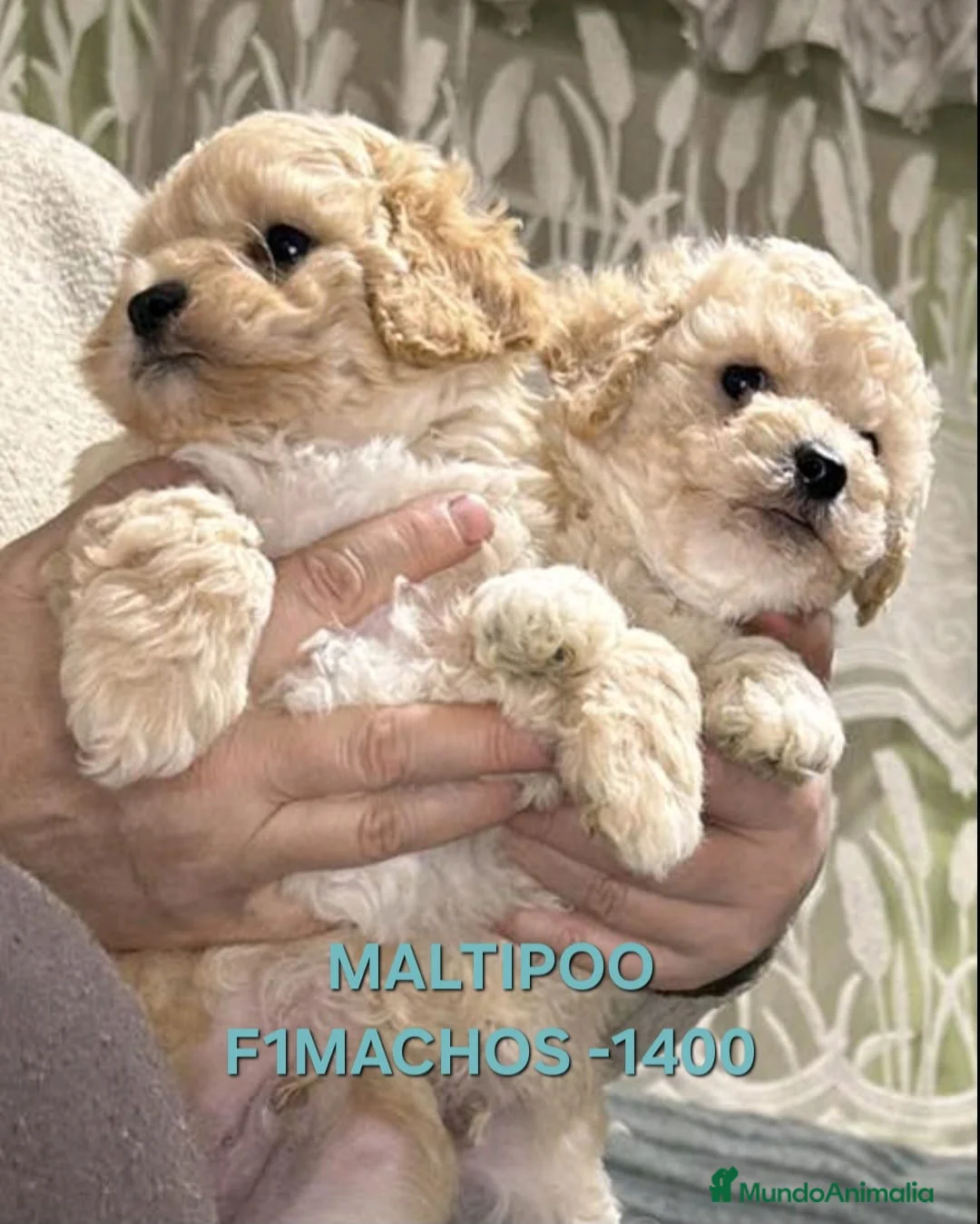 Caniche Toy perros en venta: Cachorros caniche toy - Anuncio 9