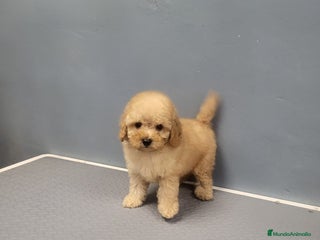 Caniche Enano perros en Barcelona - Anuncio 23
