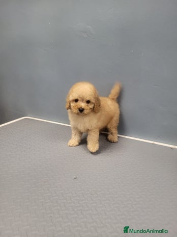 Caniche Enano perros en Barcelona - Anuncio 6