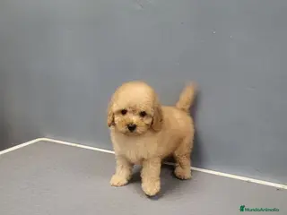 Caniche Enano perros Caniches espectaculares en Barcelona - Anuncio 4