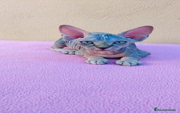 Sphynx gatos en venta: Preciosa hembrita tortuga tabby  - Imagen 1
