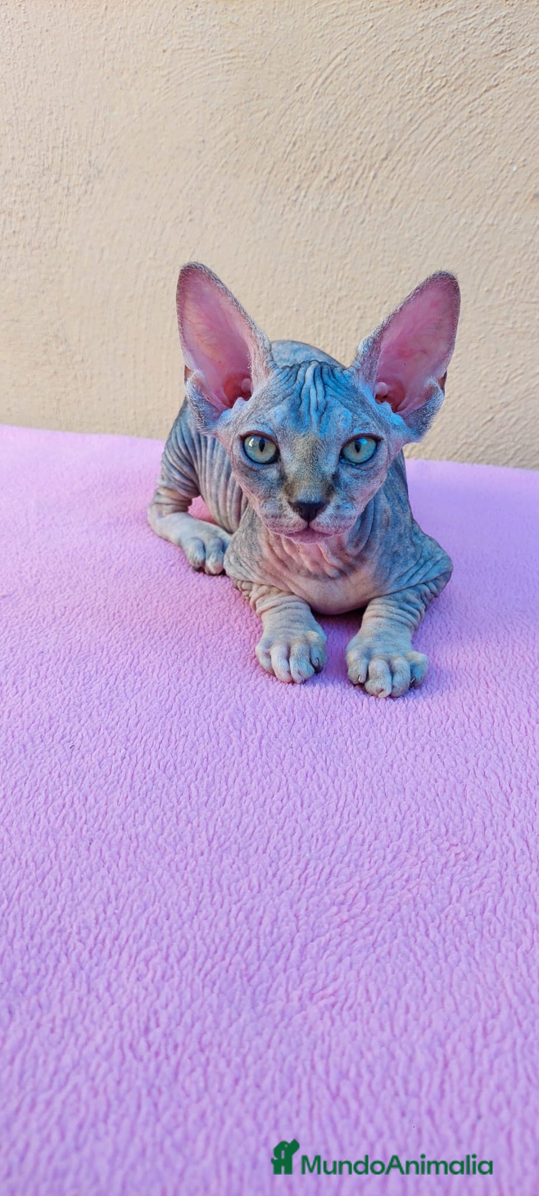 Sphynx gatos en venta: Preciosa hembrita tortuga tabby  - Imagen 1