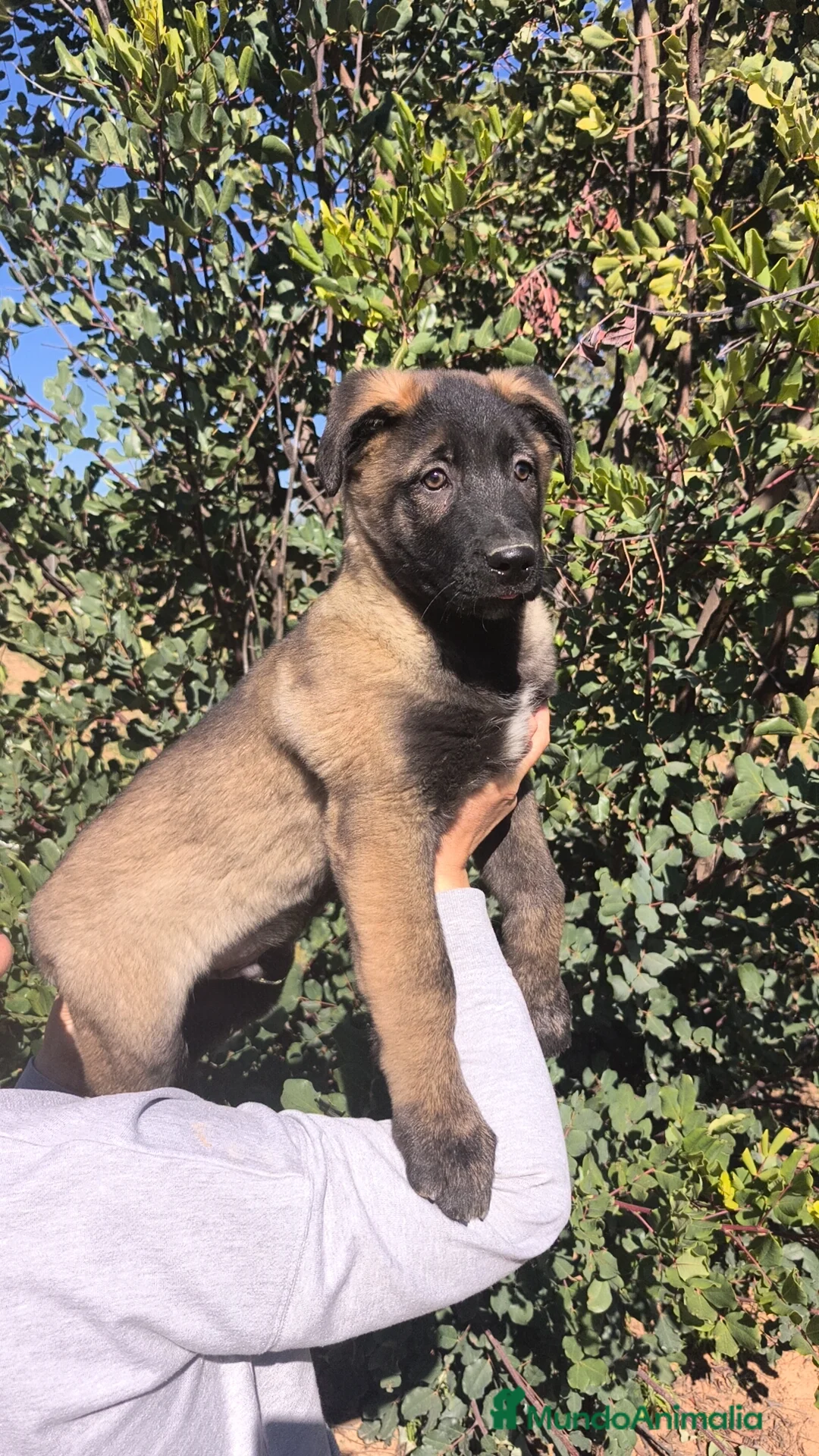 Pastor del Cáucaso perros en venta: Pastor del Cáucaso  - Anuncio 2