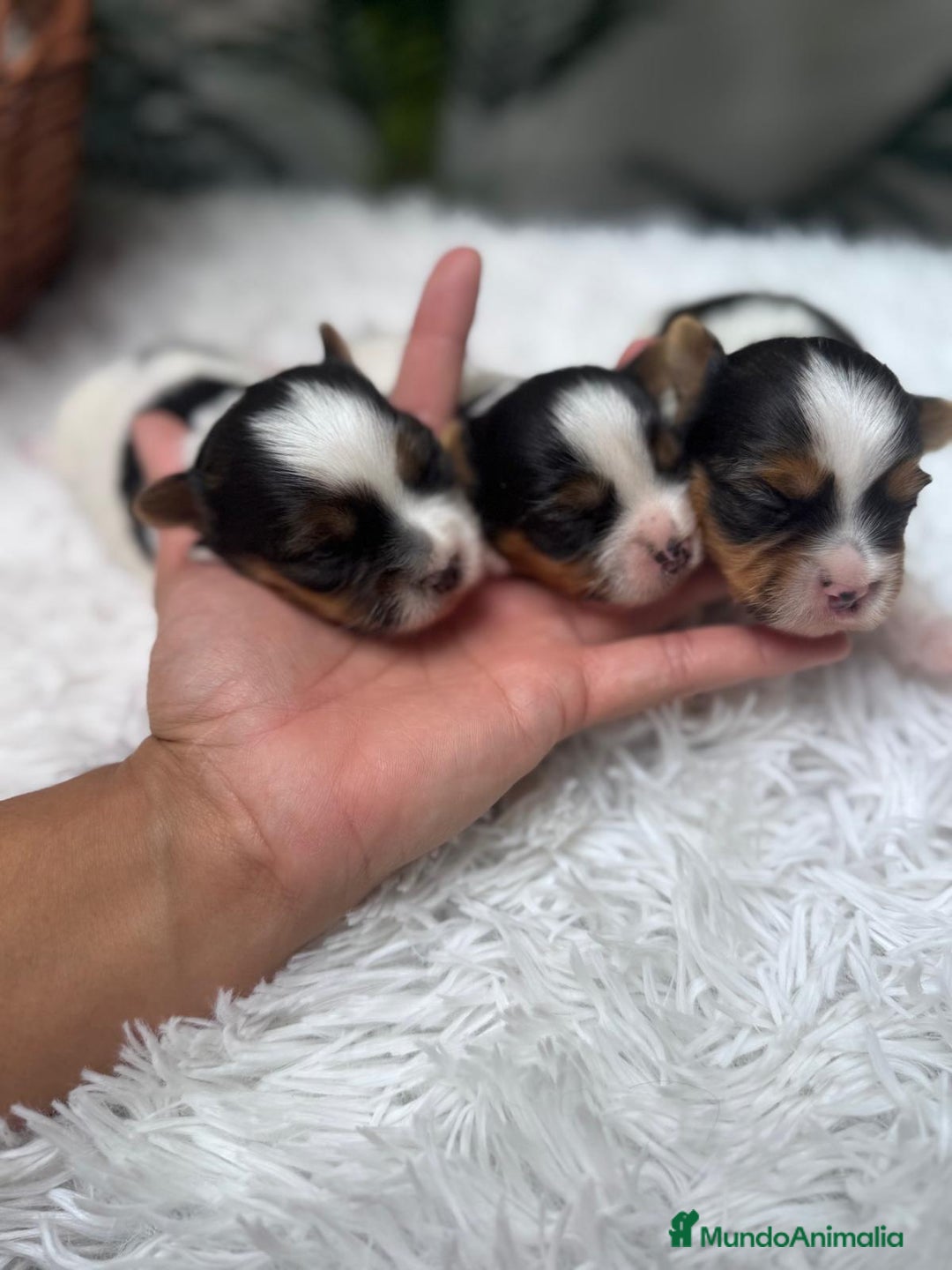 Yorkshire Terrier perros en venta: YORKSHIRE BIEWER HEMBRA - Anuncio 9