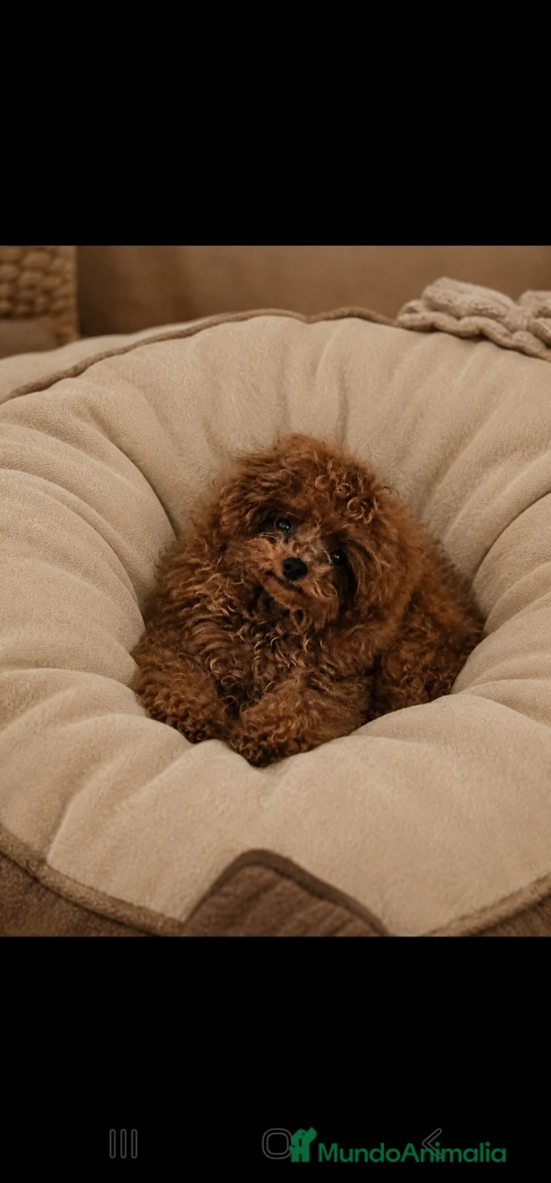 Caniche Toy perros en venta: CANICHE IMPORTADO DE CHINA MÁXIMA CALIDAD  - Anuncio 2