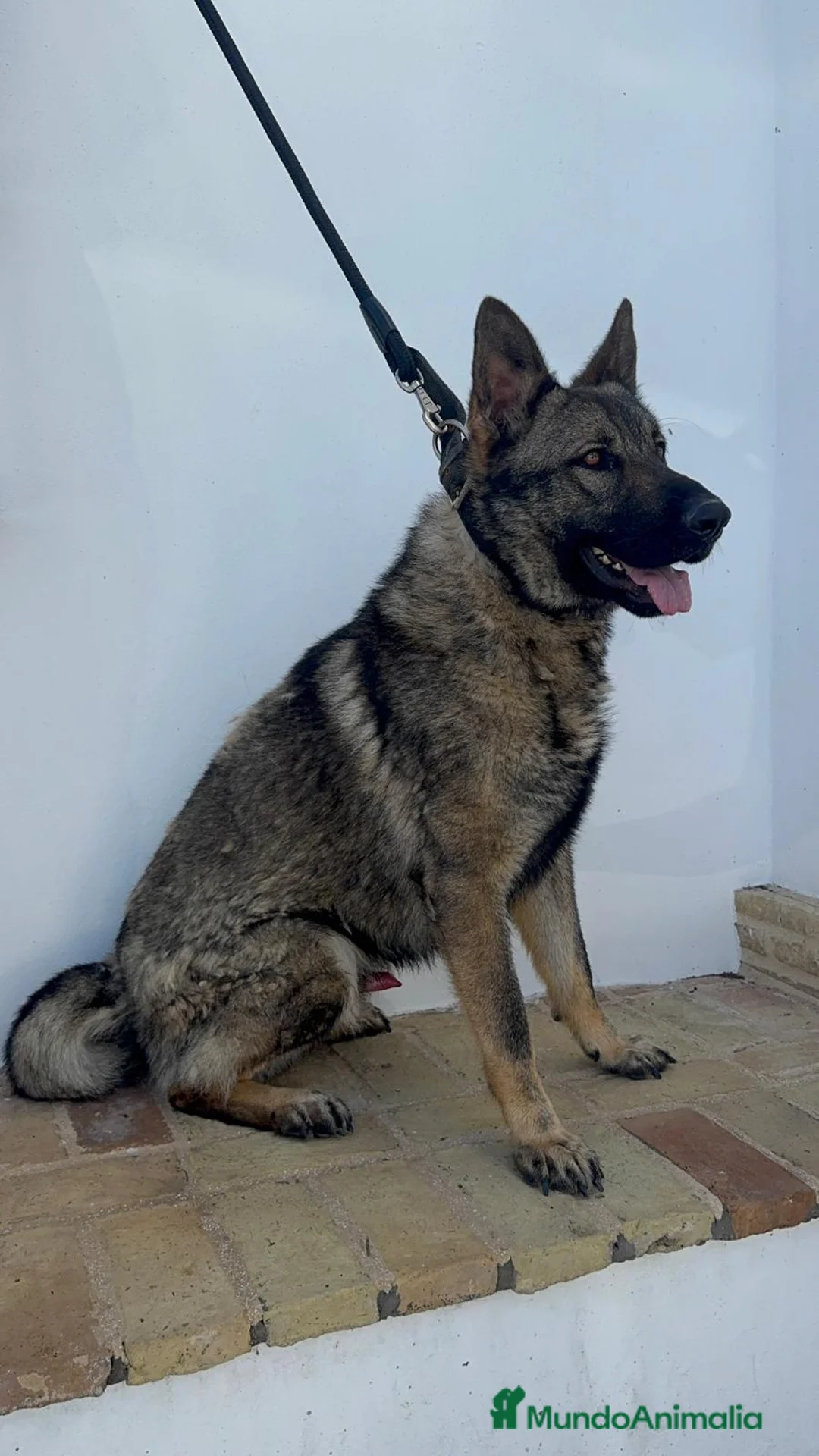 Pastor Alemán perros en venta: PASTOR ALEMAN ADIESTRADO EN DEFENSA PERSONAL - Anuncio 2