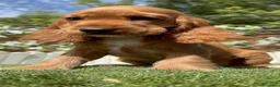 Cocker Spaniel Inglés perros en venta: COCKER SPANIEL INGLES-LISTA PARA ENTREGAR - Anuncio 1