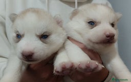 Husky Siberiano perros en venta: Camada husky siberiano  - Imagen 2