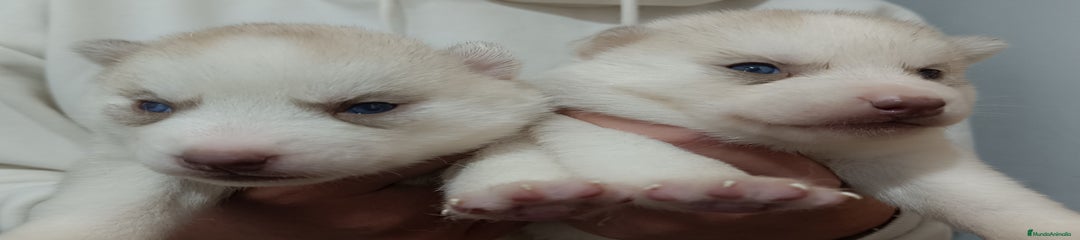 Husky Siberiano Cachorro 2