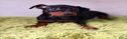 Pinscher Miniatura perros en venta: Mini pincher negro fuego  - Anuncio 8