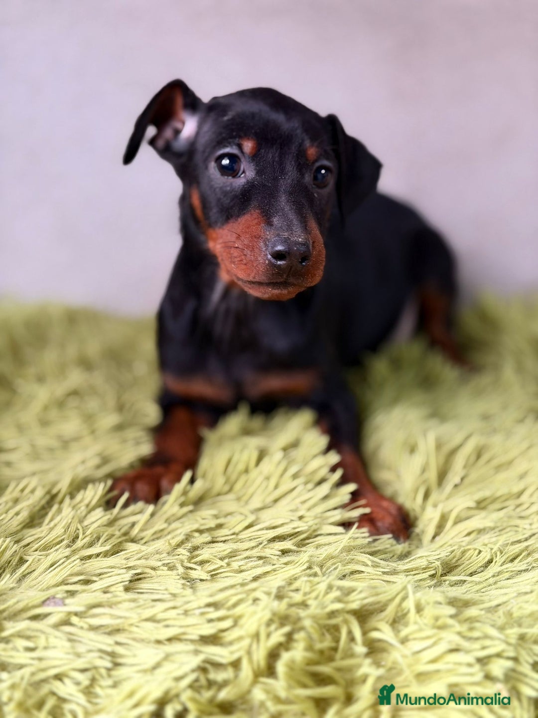 Pinscher Miniatura perros en venta: Mini pincher negro fuego  - Anuncio 8